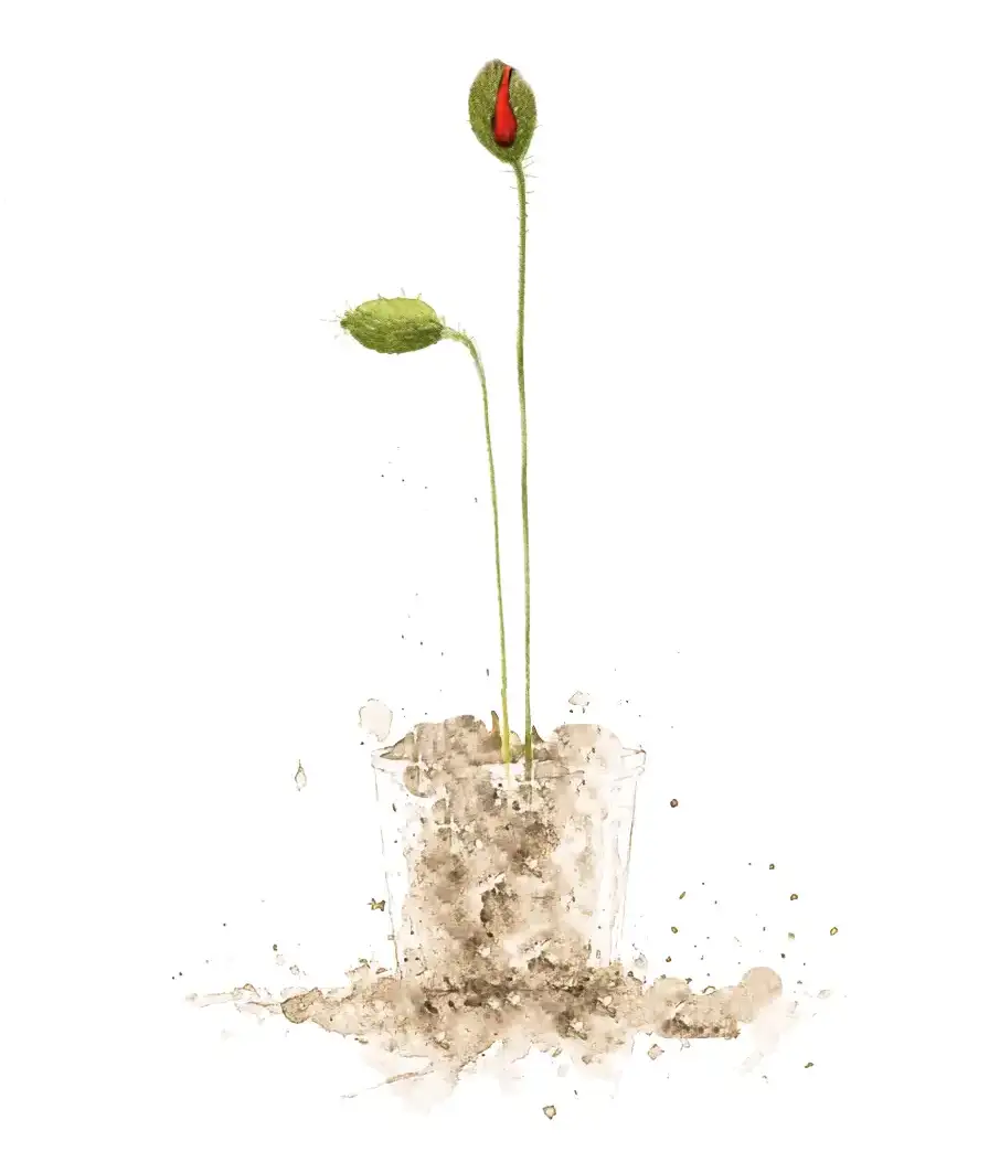 Palestine National Flower: Red Poppy Flower (budding)